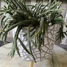 Fabulous Forest Cactus
