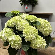 Hydrangea