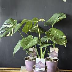 Monstera Thai Constellation