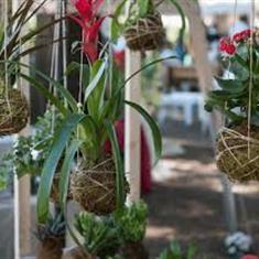 Kokedama Workshop 4th November 2025