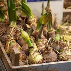 Amaryllis planter Workshop 22nd November 2025