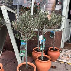 Olive Tree in Terracotta Planter